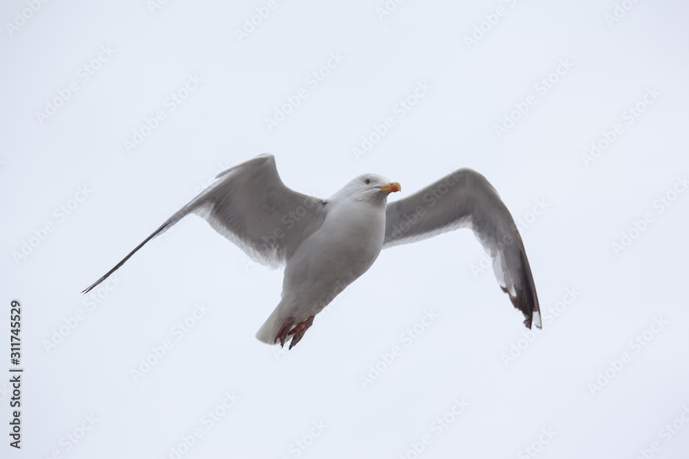 Fototapeta premium Möve