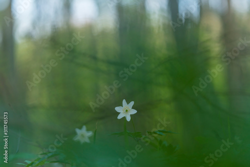 Wood anemone deep in the forest © Daniel M