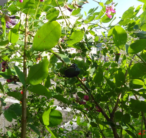 交尾中のカナブン