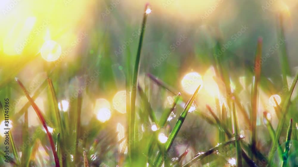 green grass and dew drops frozen. timelapse.