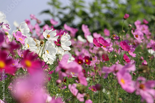 Cosmos sulphureus flower fields in white and pink color. It is also known as sulfur cosmos and attract birds and butterflies. photo