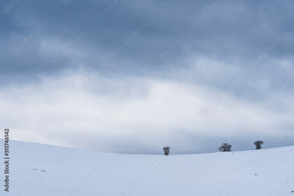 Isolated trees in a winter landscape