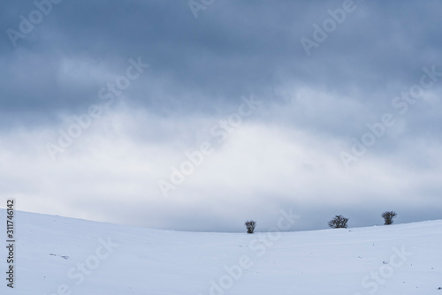 Isolated trees in a winter landscape © Daniel M