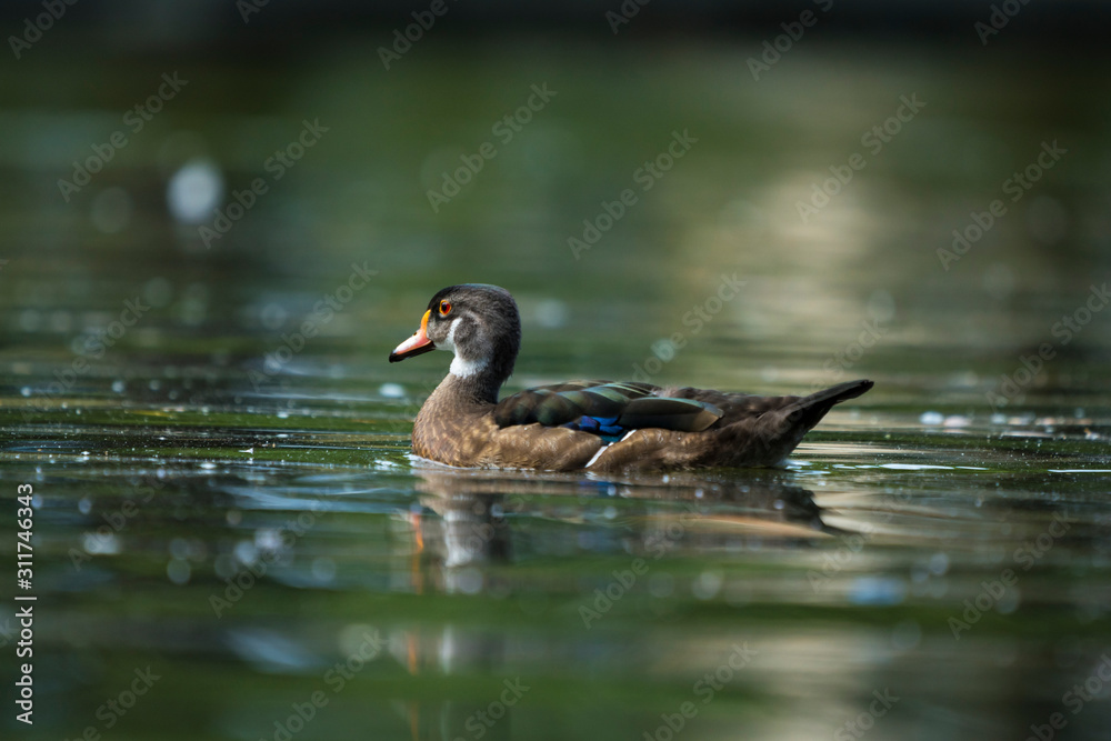 Obraz premium Solitary duck on the water
