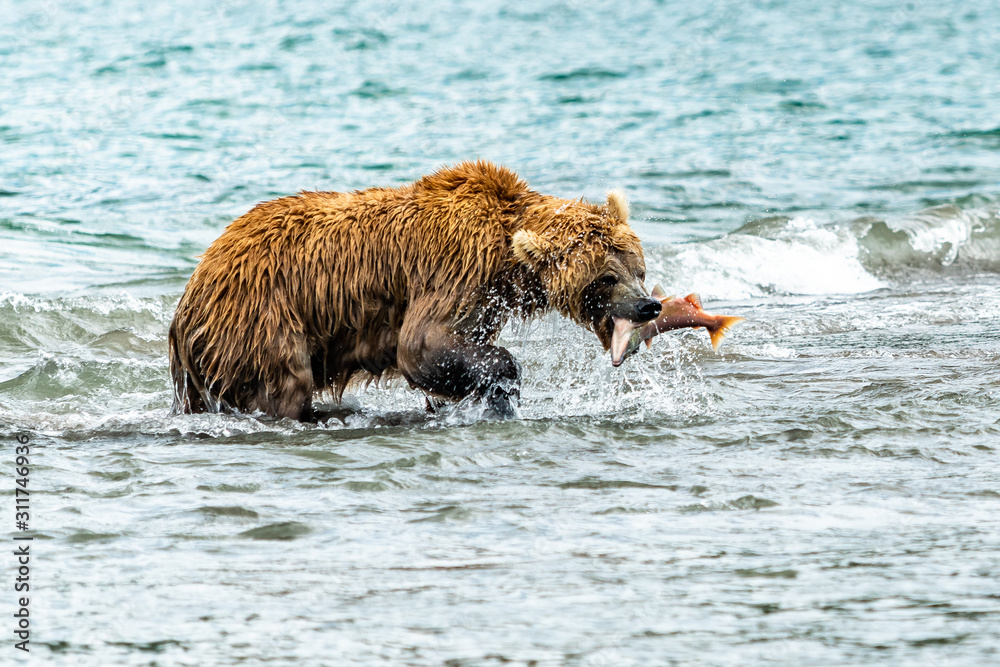 Ruling the landscape, brown bears of Kamchatka (Ursus arctos beringianus) Ruling the landscape, brown bears of Kamchatka (Ursus arctos beringianus)