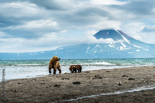 Ruling the landscape, brown bears of Kamchatka (Ursus arctos beringianus)