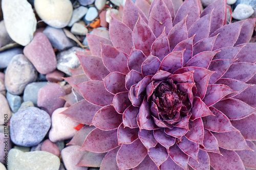 Macro purple fresh Succulent echeveria plant - Texture background - purple nature concept , Floral backdrop and beautiful detail #311746963