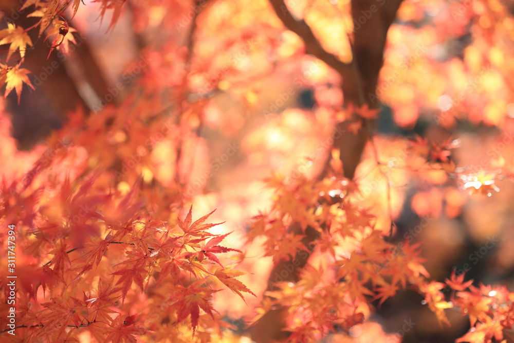 Autumnal landscape of Suizawa maple valley in the Mie Prefecture of Japan Autumnal landscape of Suizawa maple valley in the Mie Prefecture of Japan