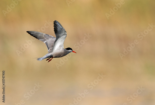 White-cheeked tern in flight