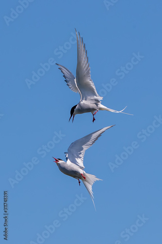 Arctic Tern Fighting