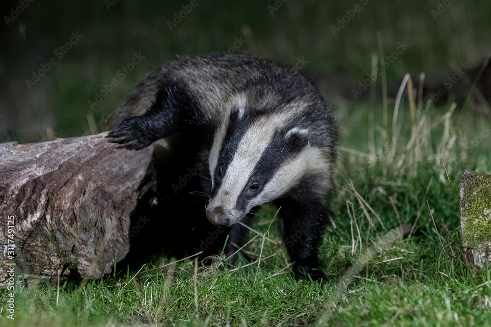 Fototapeta premium Badger