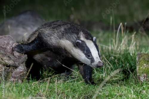 Badger  © Simon Stobart