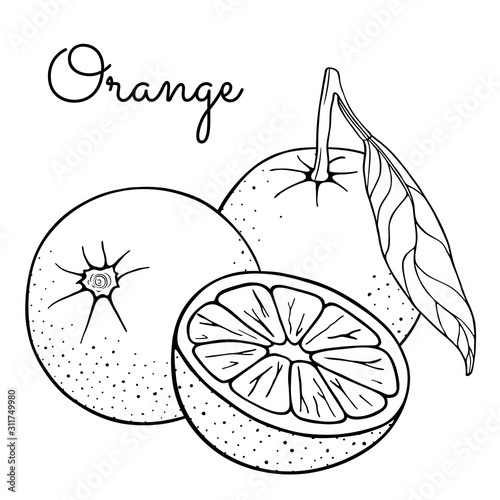 Set of oranges, whole with leaves on a branch and half (mandarin, clementine, tangerine). Citrus fruits lobule. Hand drawn sketch. Vector illustration isolated on white background. Coloring book page.