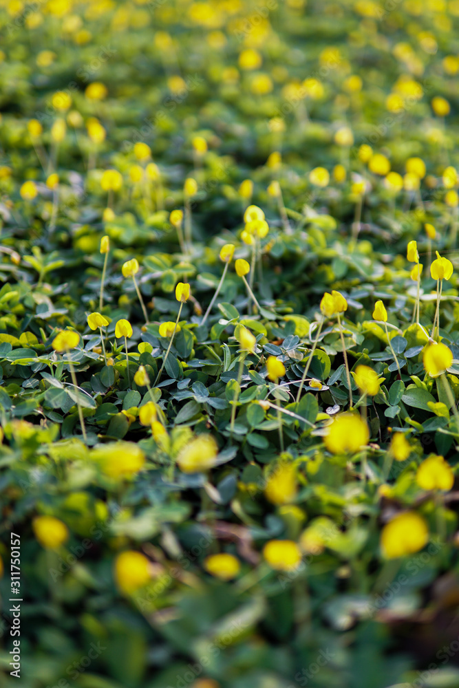 little yellow flowers with green leaves in the afternoon little yellow flowers with green leaves in the afternoon