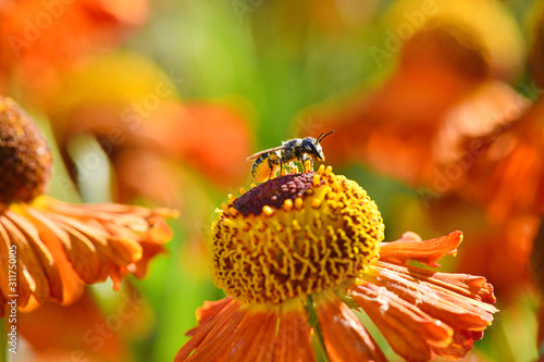 Wild bee collecting nectar from orange flower. photo
