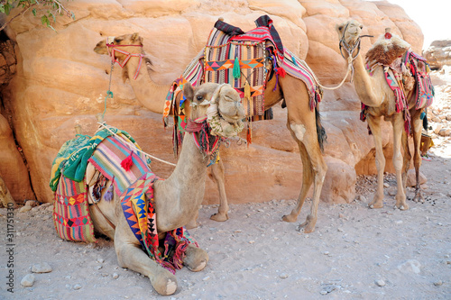 Camels in Petra Jordan desert © andrea