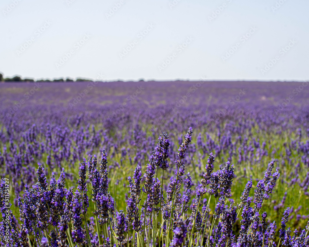 Naklejka premium Purple and green