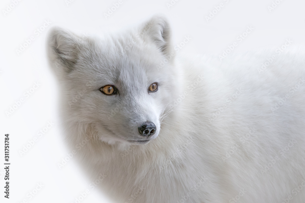White Arctic Fox three quarters portrait White Arctic Fox three quarters portrait