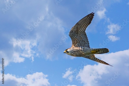 Pigeon Hawk falcon in flight