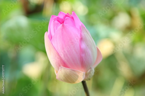 Close up Pink lotus flower 