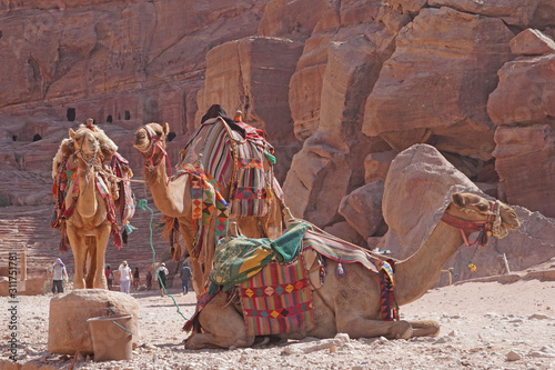 Camels in Petra Unesco Heritage site - Jordan 