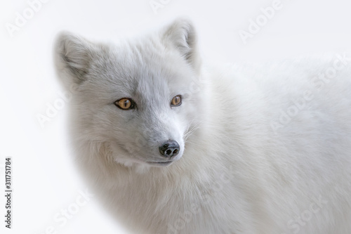 White Arctic Fox three quarters portrait