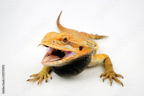 Bearded Dragon / Bartagame (Pogona vitticeps) photo