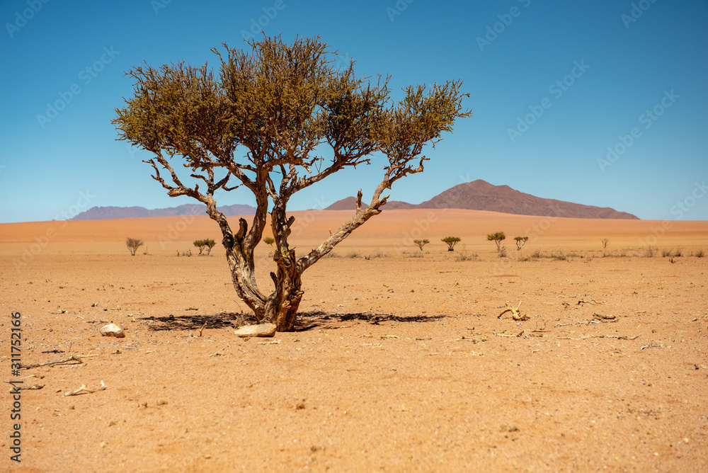 Flora und Mittgshitze an der D 707, nur widerstandsfähige Pflanzen ertragen die permanente Hitze in der weiten Wüste Namib