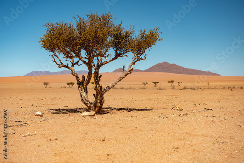 Flora und Mittgshitze an der D 707, nur widerstandsfähige Pflanzen ertragen die permanente Hitze in der weiten Wüste Namib © Manok