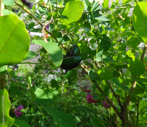 交尾中のカナブン