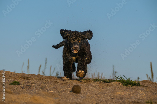 portugal water dog is running for ball. He wants ball. Autumn photoshooting in Prague.