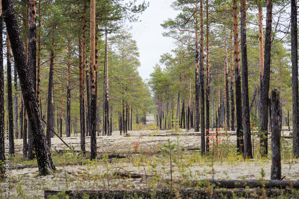 Fototapeta premium Beautiful pine forest with big trees.