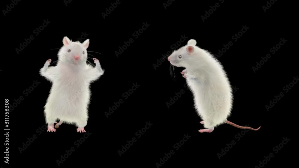 Rat Dance CG fur 3d rendering animal realistic CGI VFX composition 3d ...