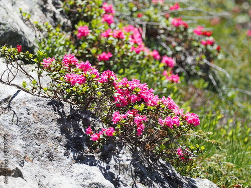 Alpenrose in den Hohen Tauern photo