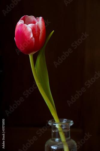 tulip with a dark background