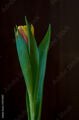 tulip with a dark background