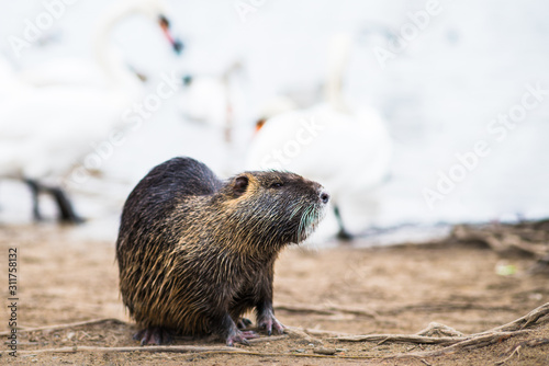 Wild Nutria (Myocastor Coypus) sniffing portrait with swan lake background. Water rat also called coypu, swamp beaver or beaver rat is semi-aquatic rodent living near rivers and wetlands
