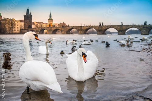 Swans on river Vltava with medieval famous Charles Bridge silhouette background, Prague, Czech Republic