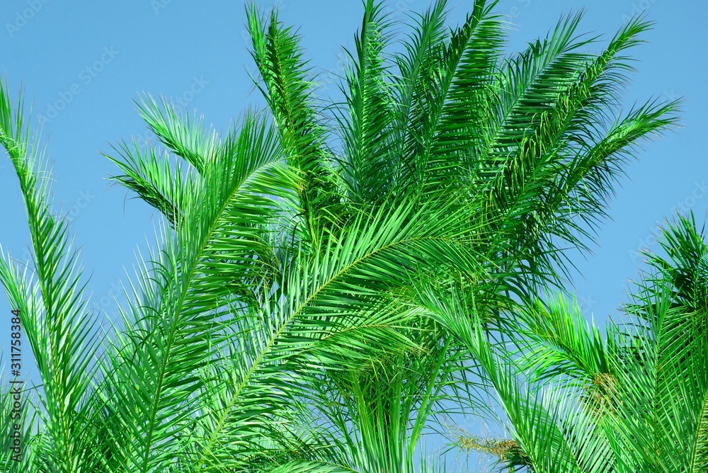 The tops of aloe palm trees, with green branches under a blue sky. The tops of aloe palm trees, with green branches under a blue sky.