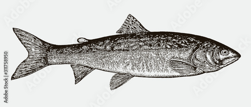 Lake trout salvelinus namaycush, after engraving from 19th century photo