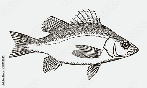 White perch morone americana, after antique engraving from 19th century photo