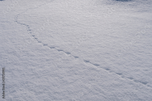 Animal footsteps that jump continuously into a long way on the snow. Winter atmosphere in Norway.