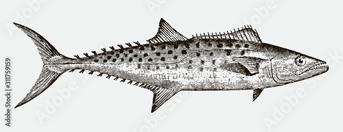 Atlantic Spanish mackerel scomberomorus maculatus in side view, after antique engraving from 19th century