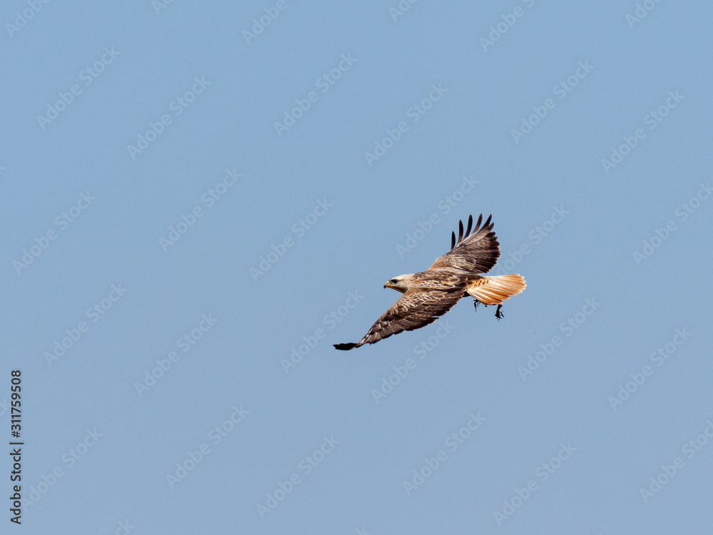 Obraz premium flying eagle