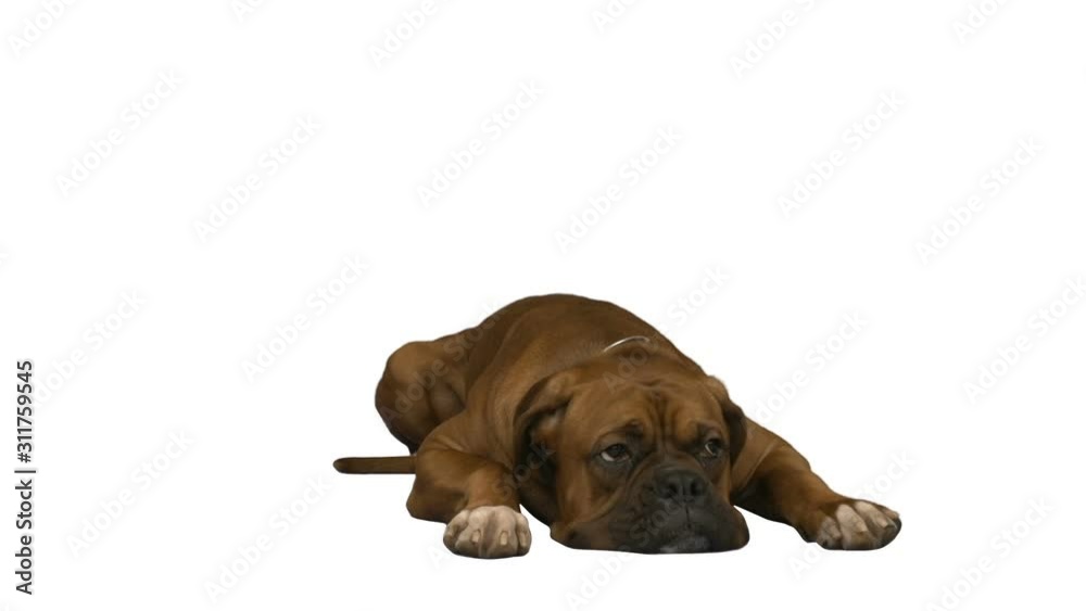 dog boxer on a white background dog boxer on a white background
