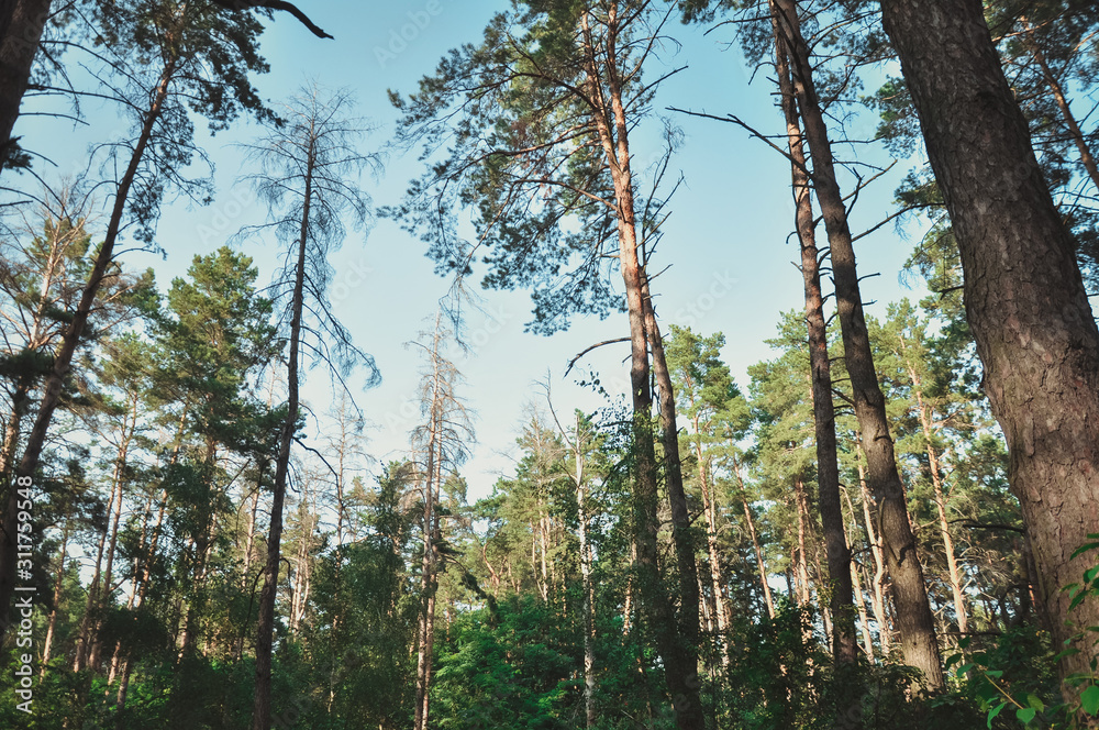 Forest Forest