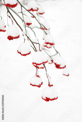 Rowan winter berries under the snow cap