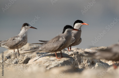 White-cheeked tern perched on limestone rock at Bahrain 