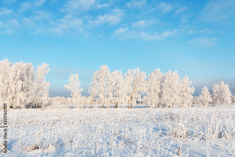 Scenery. Trees in hoarfrost in a white field against a blue sky with clouds. Scenery. Trees in hoarfrost in a white field against a blue sky with clouds.