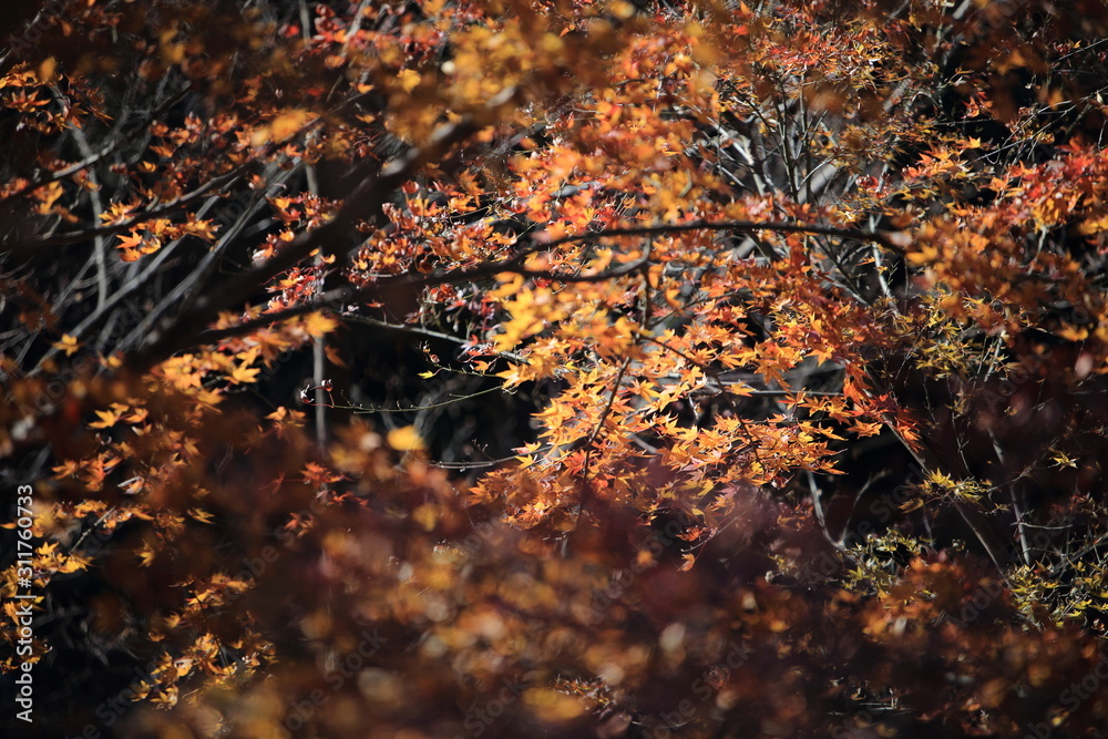 Autumnal landscape of Suizawa maple valley in the Mie Prefecture of Japan